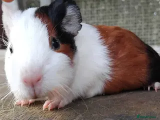 Guinea Pig rodents Tort and White baby boys. - Advert 16