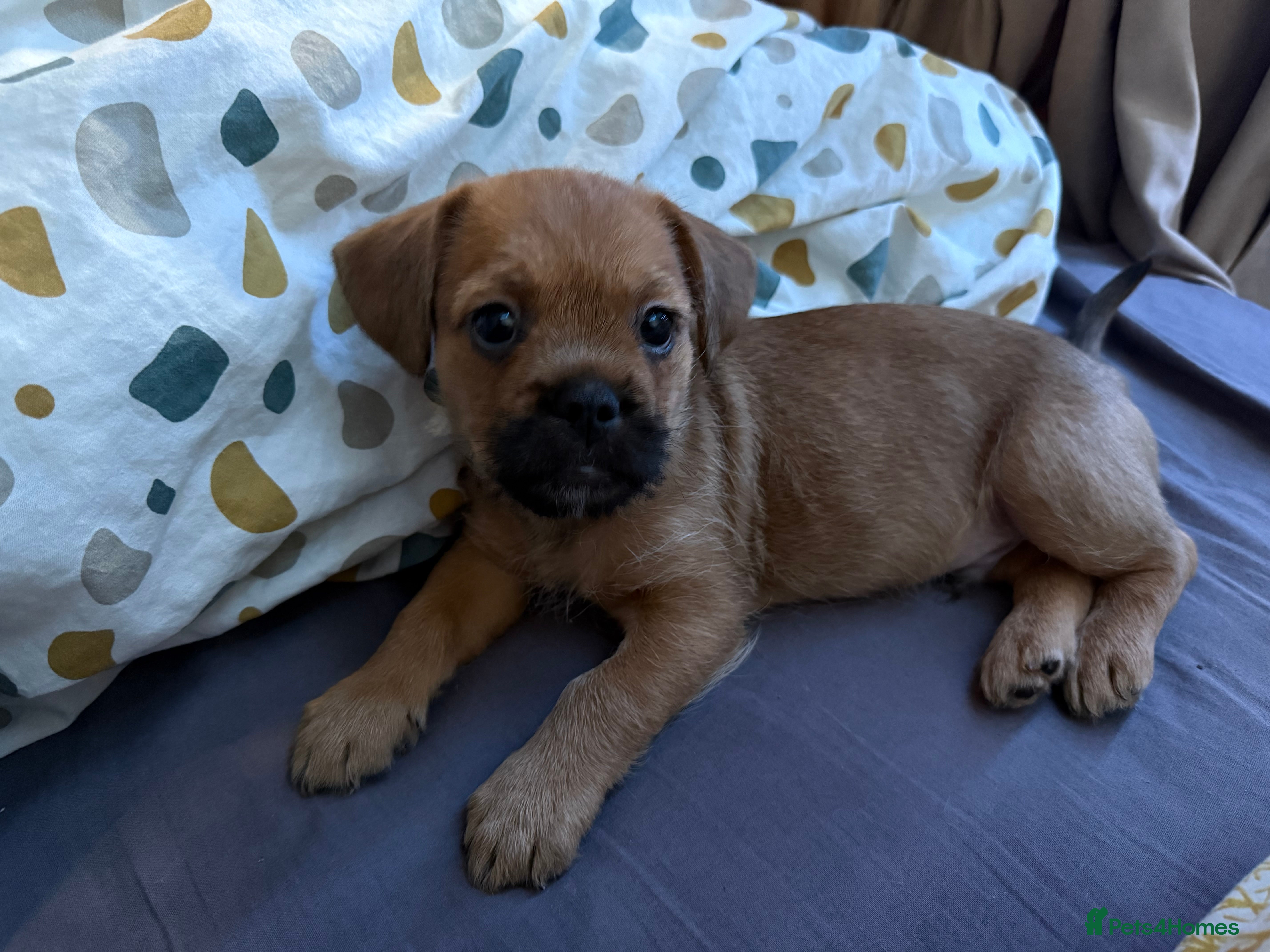 Mixed Breed dogs Teddy in Enfield - Advert 3