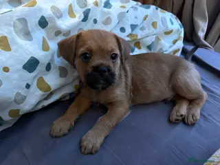 Mixed Breed dogs Teddy in Enfield - Advert 3