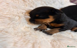 Miniature Pinscher dogs for sale: Gorgeous MinPin Puppies-Ready from 8th Dec! - Advert 7