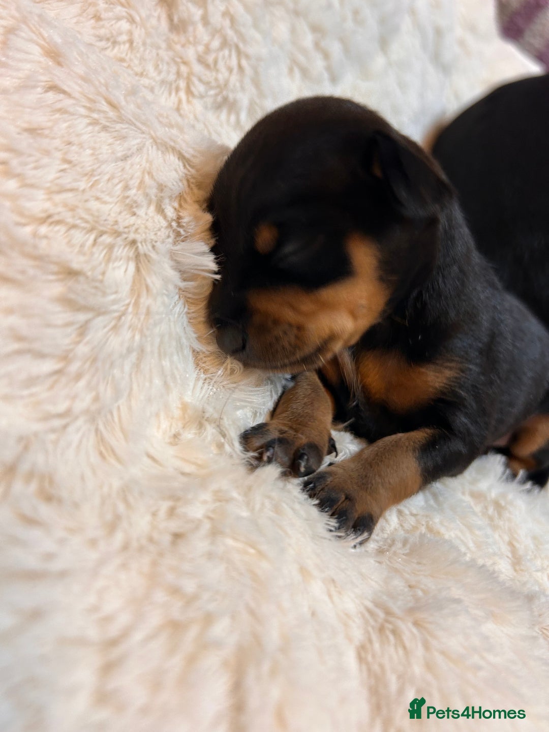 Miniature Pinscher dogs for sale: Gorgeous MinPin Puppies-Ready from 8th Dec! - Advert 7