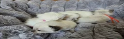 Ragdoll cats for sale: 4 Beautiful Ragdoll kittens, 2 Seal, 2 Lilac - Advert 20