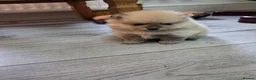 Pomeranian dogs for sale: Pomeranian puppies for sale 🐶🐾 - Advert 16