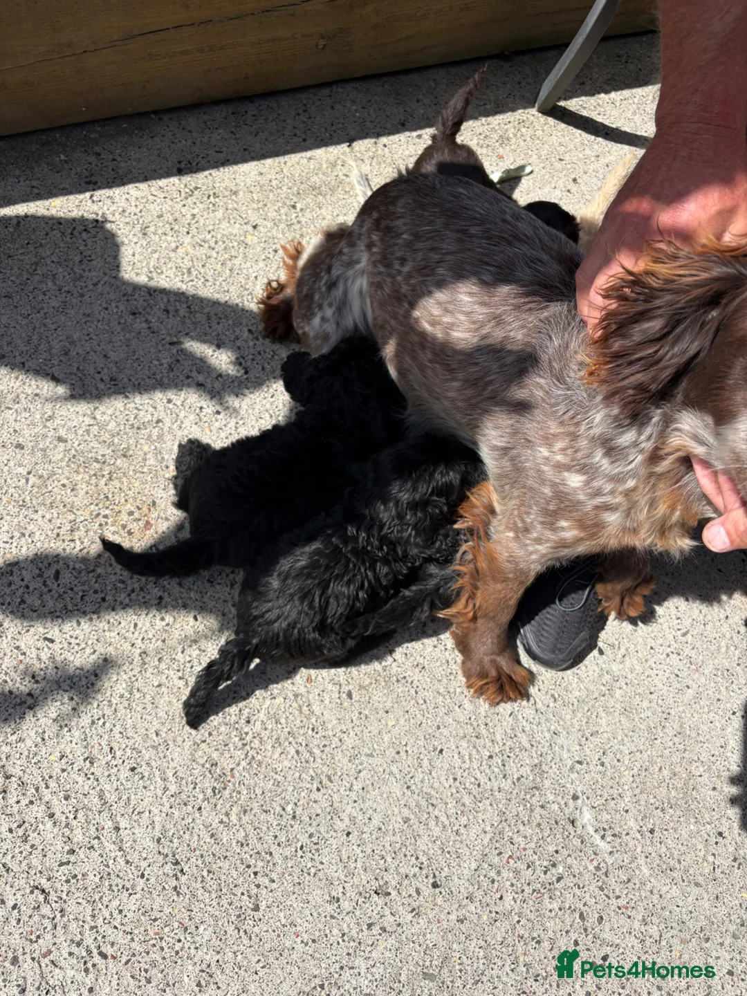 Cockapoo dogs for sale: Cockapoo pups  - Advert 2