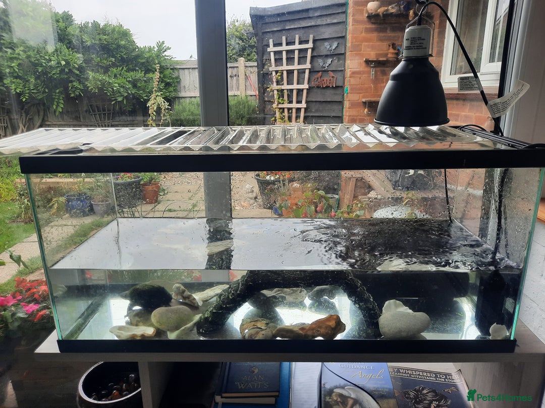 Turtle reptiles for sale: Musk Turtle - Image 2