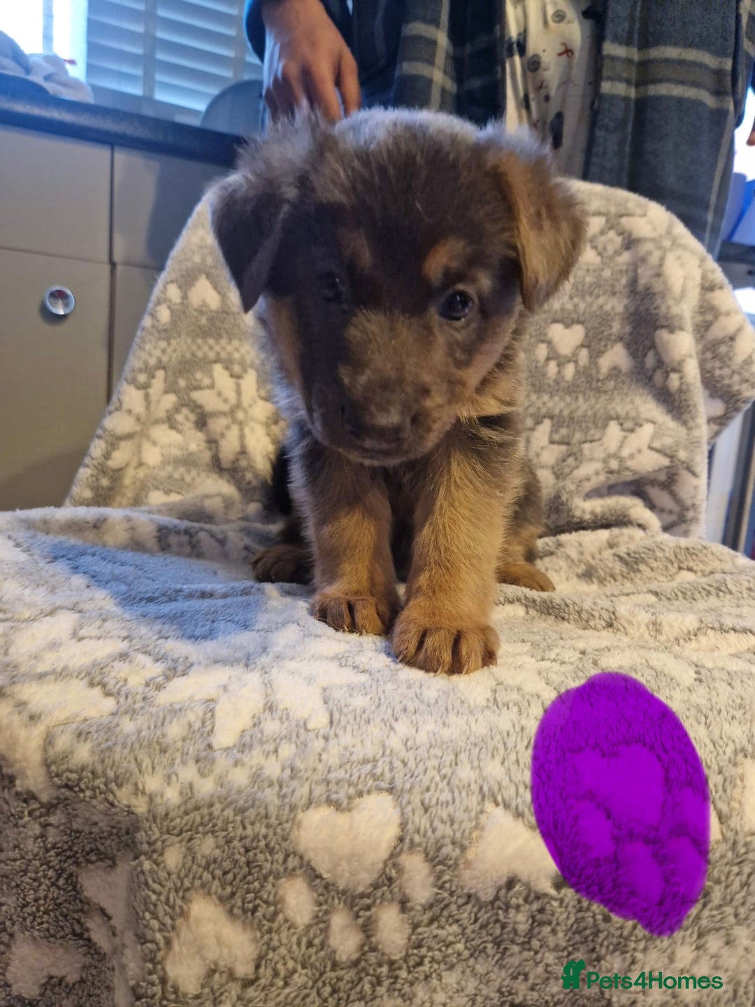 German Shepherd dogs for sale: 5 weeks German shepherd puppies  - Advert 6