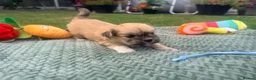 Lhasa Apso dogs for sale: Lhasa Apso puppies - Advert 7