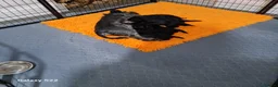 Schnoodle dogs for sale: Schnoodles  - Advert 18