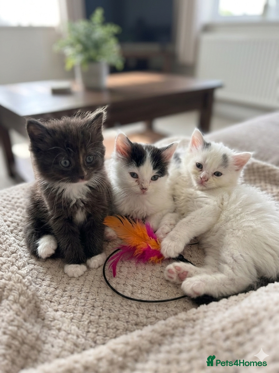 Mixed Breed cats 3 long haired male kittens  - Advert 3