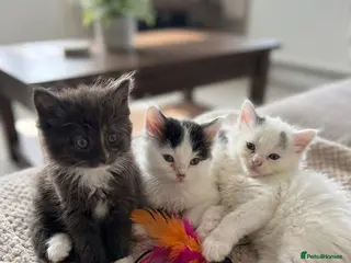 Mixed Breed cats 3 long haired male kittens - Advert 1