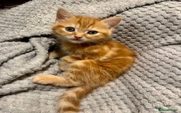 Domestic Shorthair cats for sale: Real life Garfield🤩 - Image 24