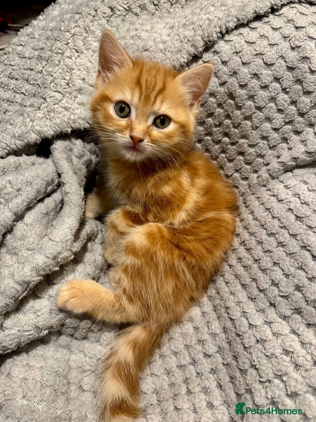 Domestic Shorthair cats for sale: Real life Garfield🤩 - Image 24