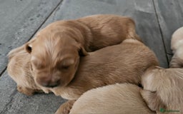 Golden Retriever dogs for sale: KC registered pedigree Golden Retriever pups - Image 23