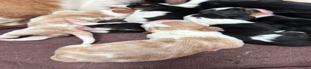 Basset Hound Puppy 3