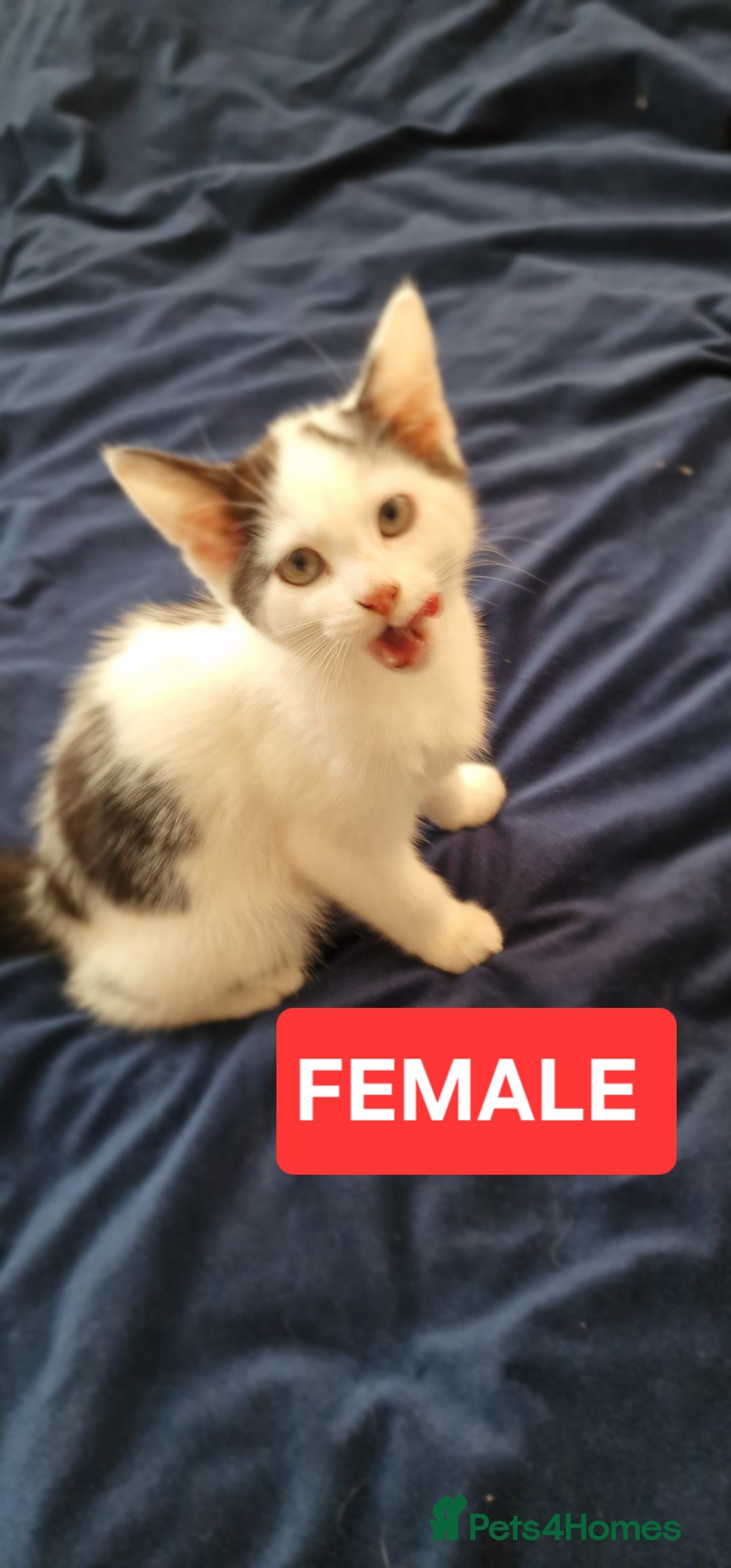 Mixed Breed cats for sale: Lovely Kittens  - Advert 9