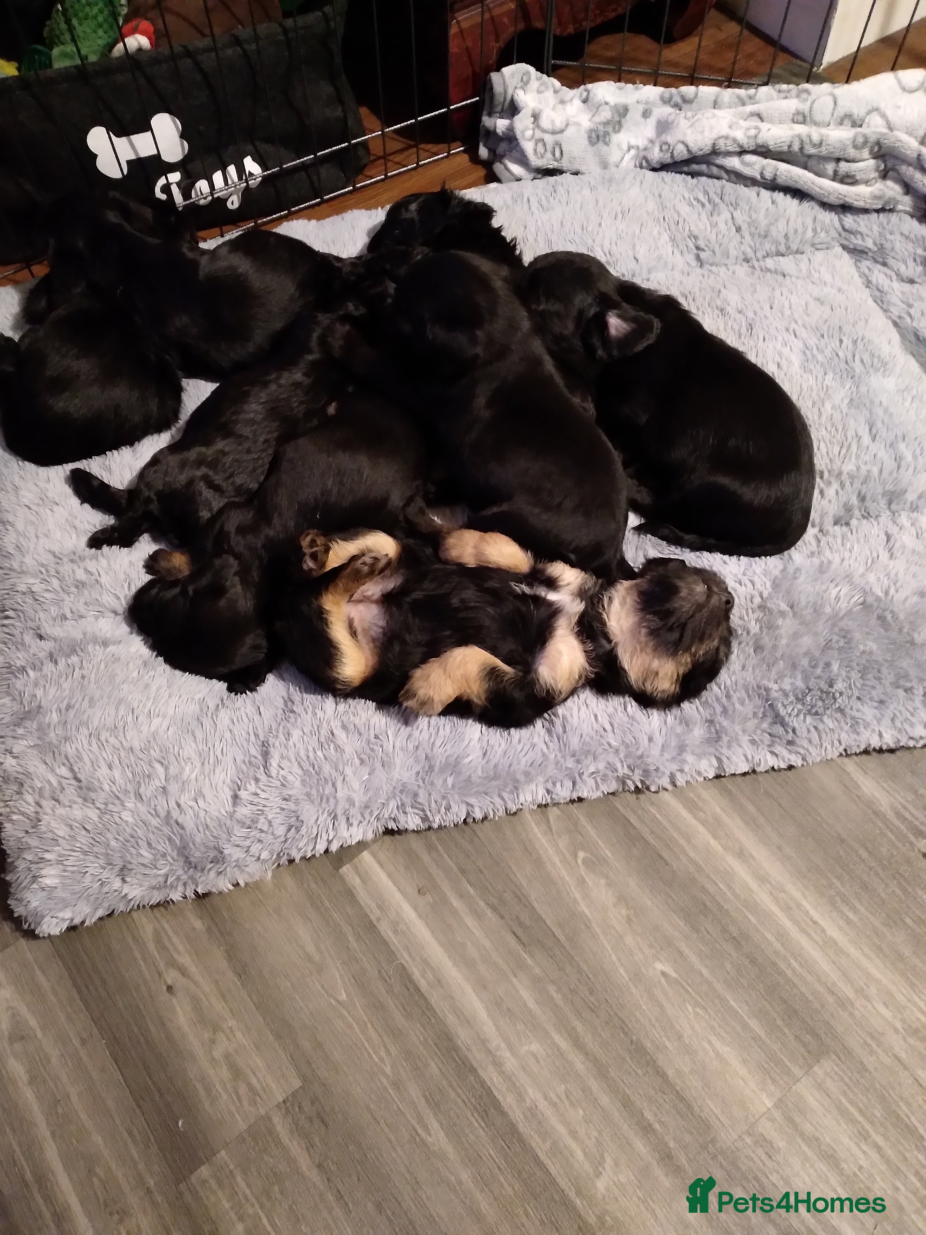 Mixed Breed dogs Cockapoo x terrior  - Advert 17