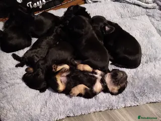 Mixed Breed dogs Cockapoo x terrior - Advert 17