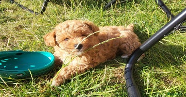 Yorkiepoo dogs - Advert 5
