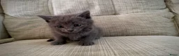 Mixed Breed cats for sale: 🐱 Beautiful Kittens Looking for Loving Homes  - Advert 10