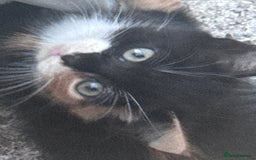 Mixed Breed cats for sale: cute kittens  - Image 17