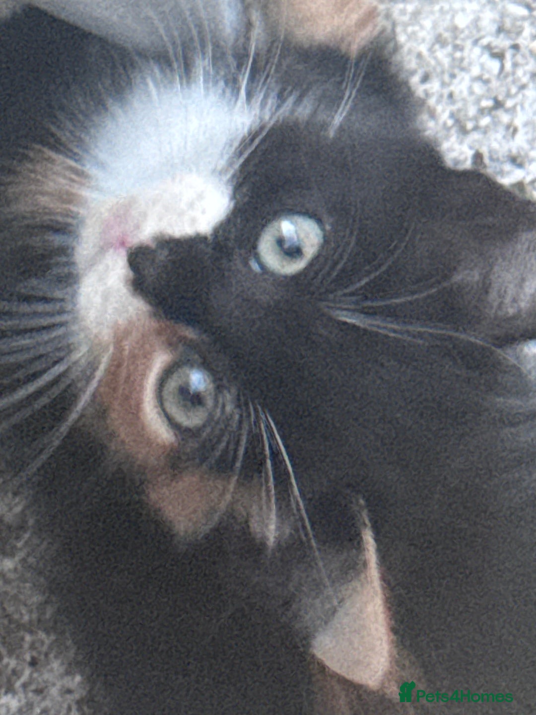 Mixed Breed cats for sale: cute kittens  - Image 17