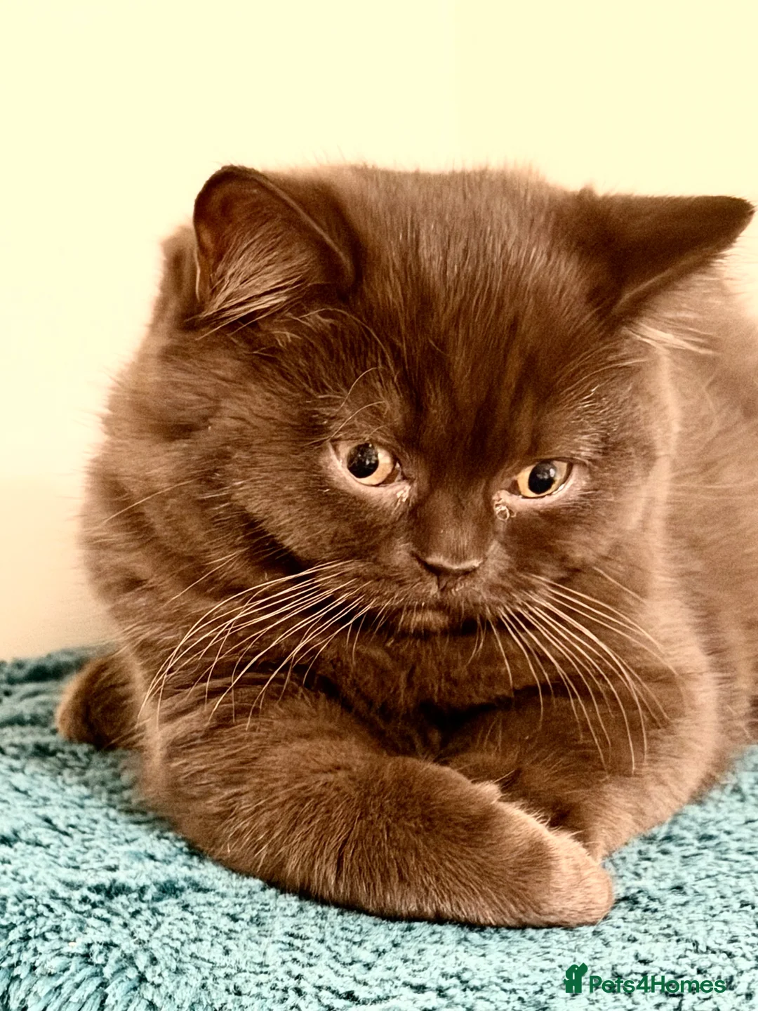 British Shorthair cats for sale: BSH chocolate boys TICA registration  - Advert 7
