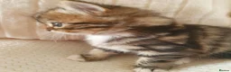 Mixed Breed cats for sale: 2 Cheeky Little Kittens - Advert 10