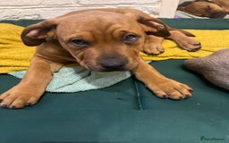 Mixed Breed dogs for sale: STAFFWEILERS LAST 2 GIRLS e Cream and d CARRIERS - Image 25