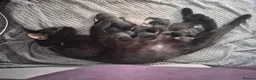 Mixed Breed cats for sale: Mixed breed kittens - Advert 3