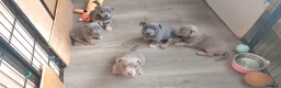 Jack Russell dogs for sale: Lilac/ Blue and Tan  Jack Russell puppies - Advert 11