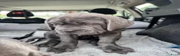 Neapolitan Mastiff dogs for sale: 1 girl puppy Neapolitan mastiff 8 week  - Advert 3