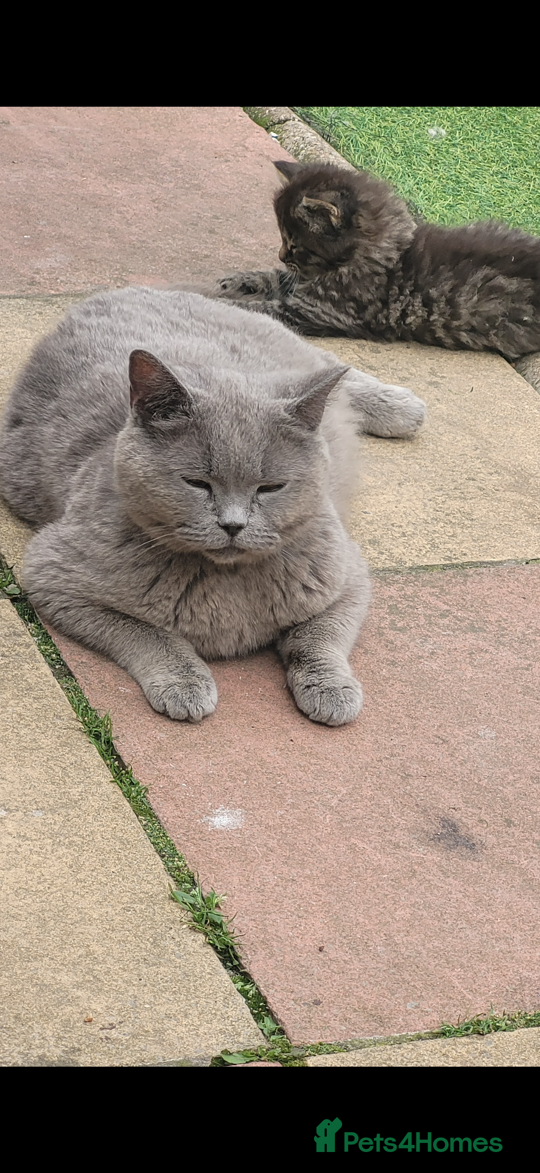 Mixed Breed cats for sale: Playful kittens 🐱 🩷 - Advert 2