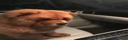Chow Chow dogs for stud: Hesh  in Liverpool - Advert 4