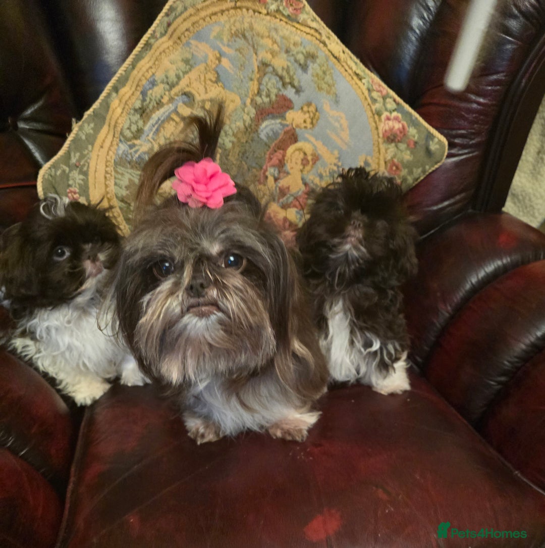 Shih Tzu dogs for sale: Stunning shih tzu - Advert 11