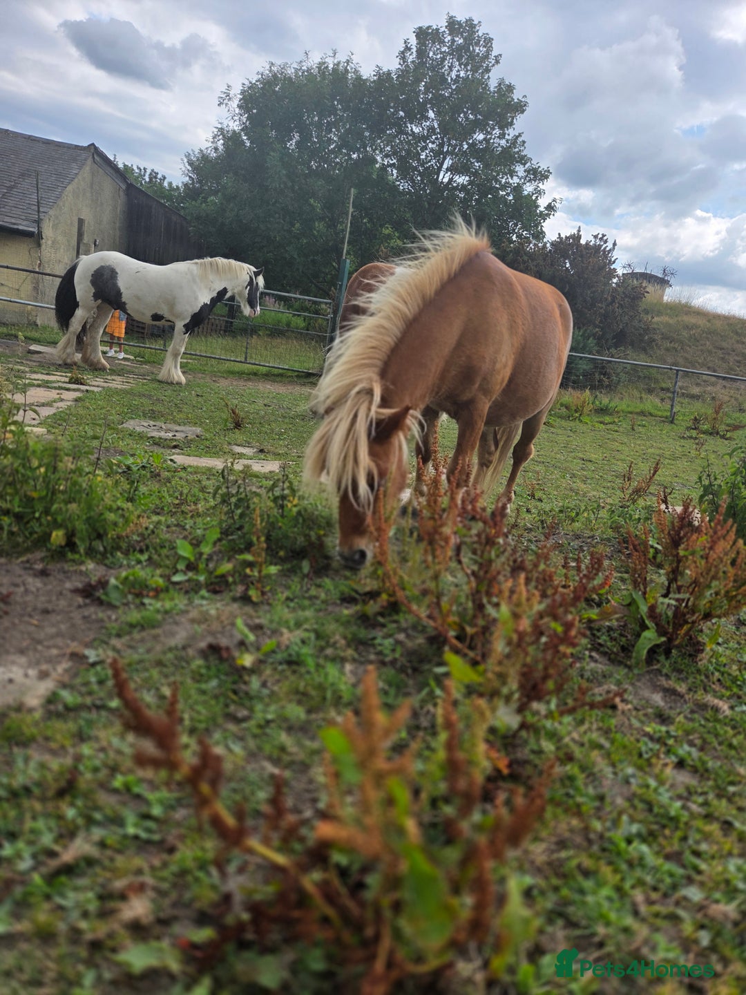 Shetland pony horses for sale: Beautiful 7h Mini shetland Gelding  - Image 9