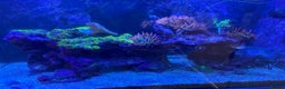 Other/Mixed Breed fish for sale: Marine fish and set up for sale  - Advert 2