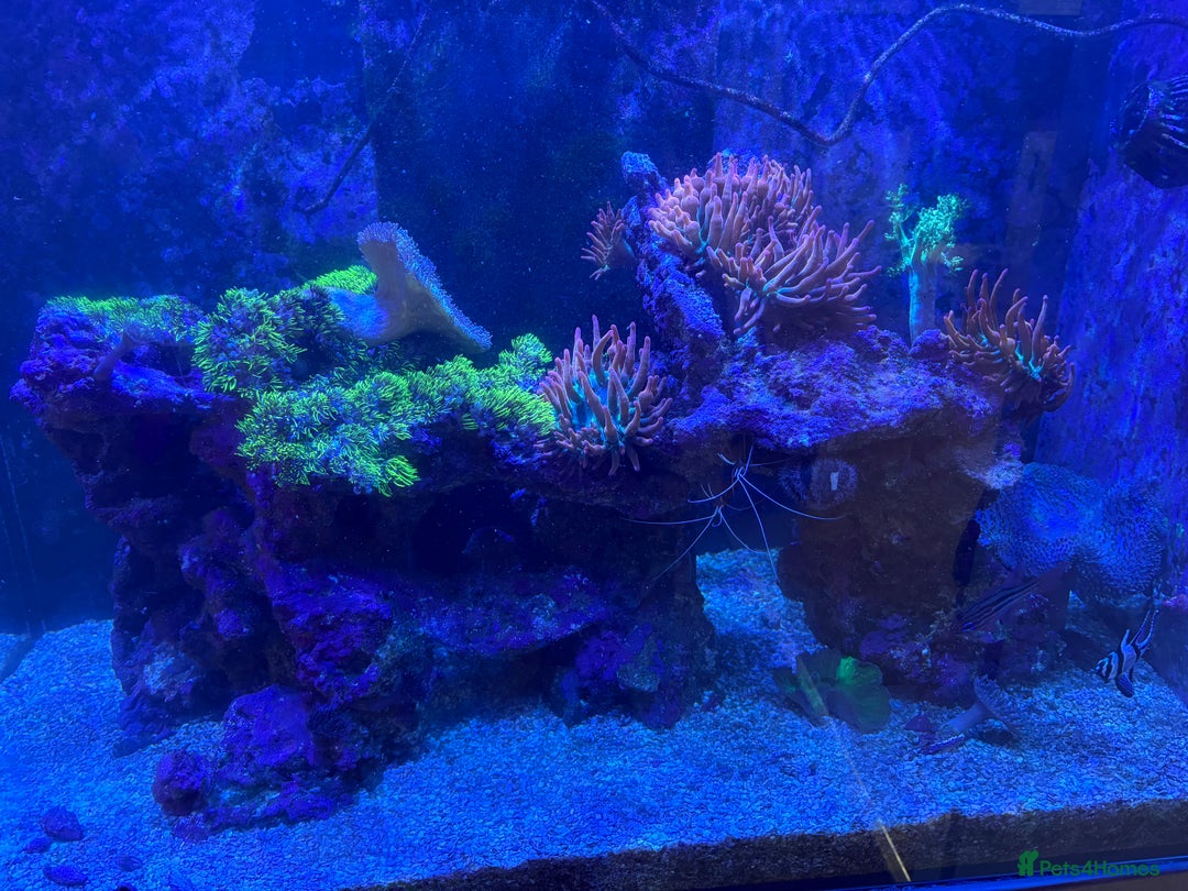 Other/Mixed Breed fish for sale: Marine fish and set up for sale  - Image 2