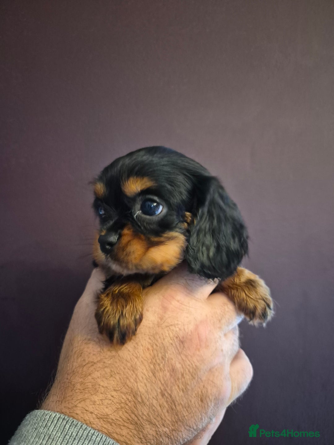 Cavalier King Charles Spaniel dogs for sale: ⭐️⭐️⭐️⭐️⭐️ cavalier king charles puppies - Image 6