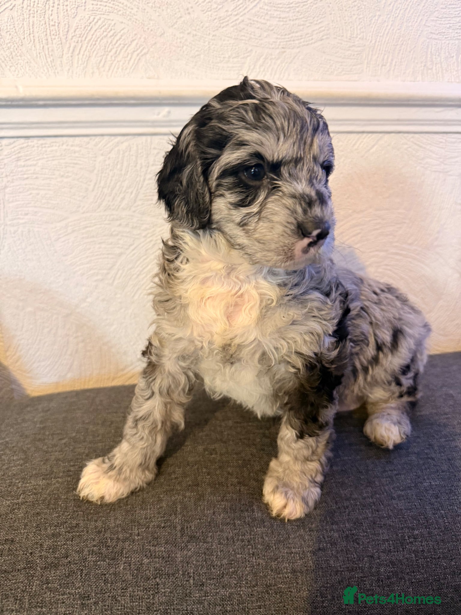 Australian Labradoodle dogs AUSTRALIAN LABRADOODLE  - Advert 1