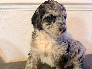 Australian Labradoodle dogs AUSTRALIAN LABRADOODLE - Advert 1