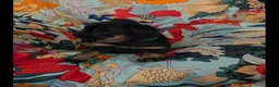 Griffon Bruxellois dogs for sale: Stunning Griffon Bruxellois puppies KC registered - Advert 17