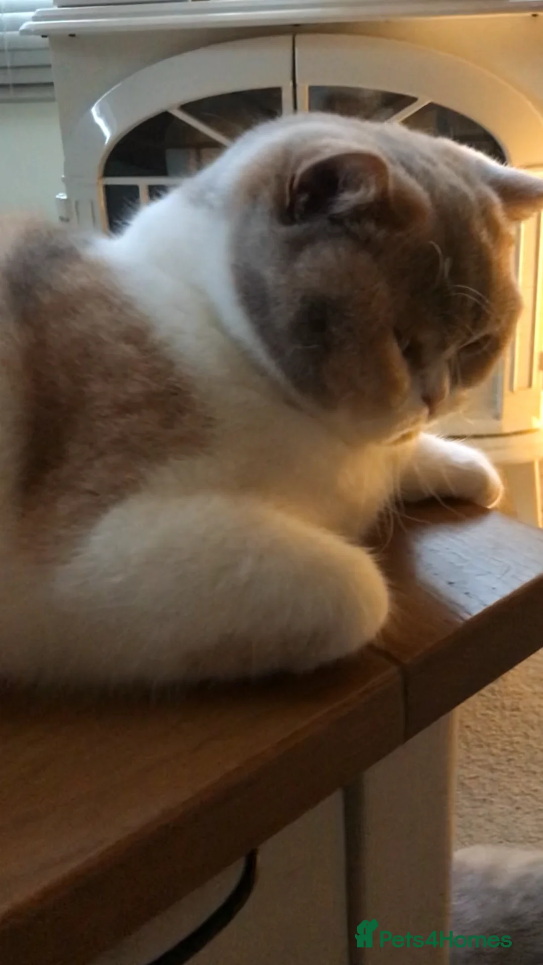 British Shorthair cats for sale: Grand Champion British Shorthair mother and son  - Advert 2