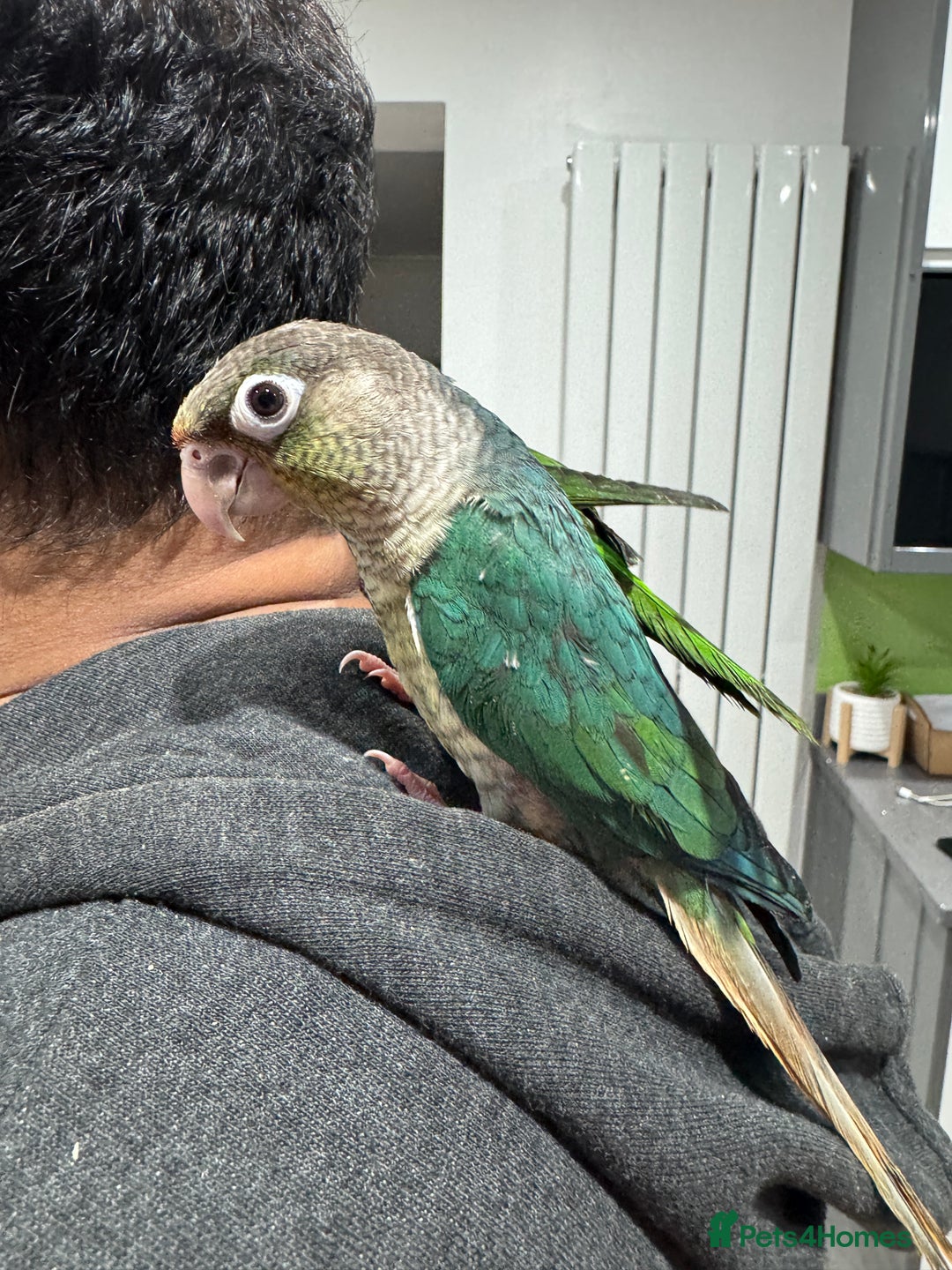 Lorikeets birds for sale: Hand fed baby conures for sale rare breed - Image 23