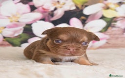 French Bulldog dogs for stud: NEW SHADE ISABELLA health tested  in Hastings - Image 9