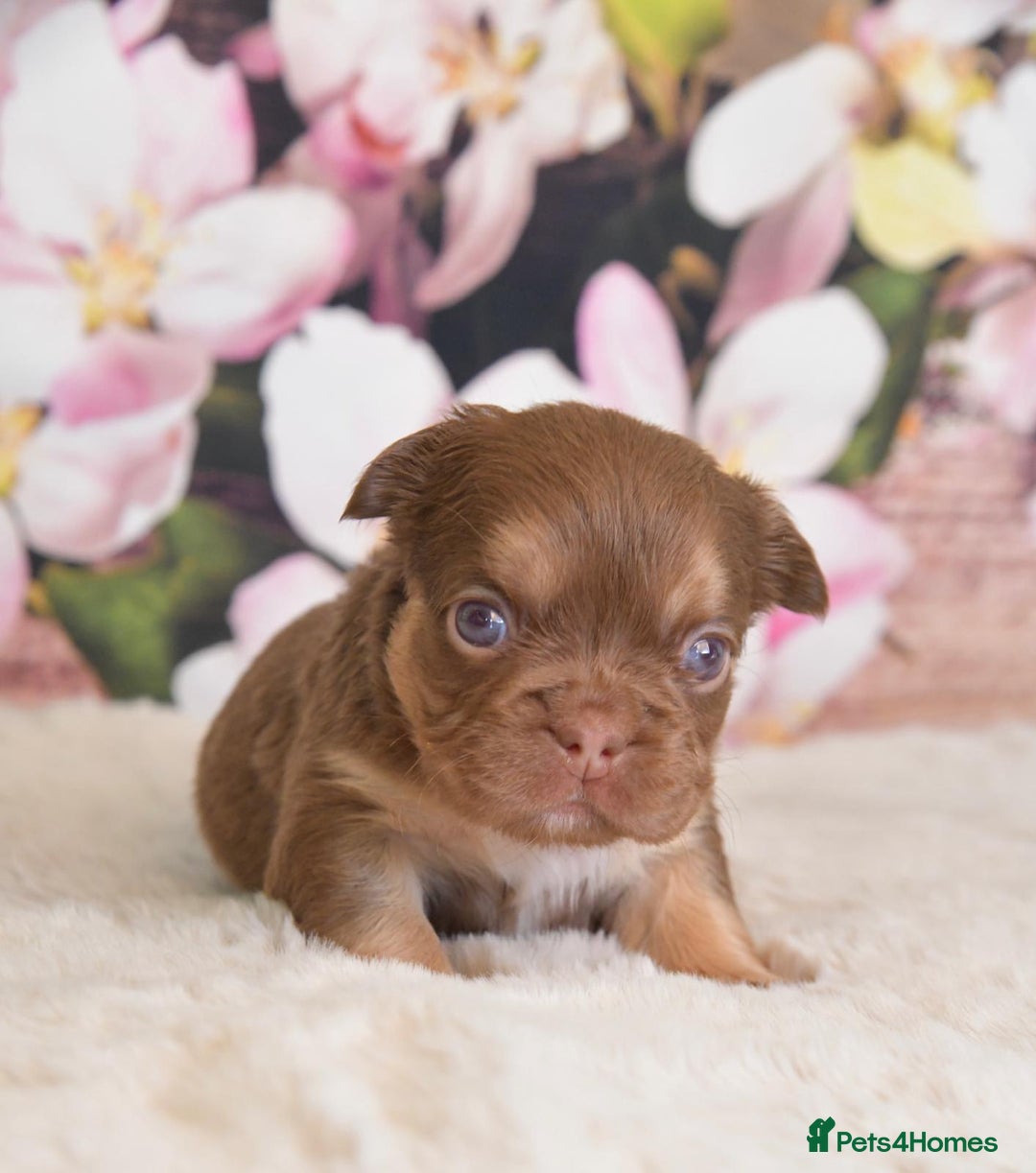 French Bulldog dogs for stud: NEW SHADE ISABELLA health tested  in Hastings - Image 9