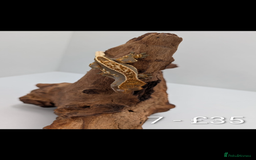 Gecko reptiles for sale: Beautiful baby crested geckos! - Image 6