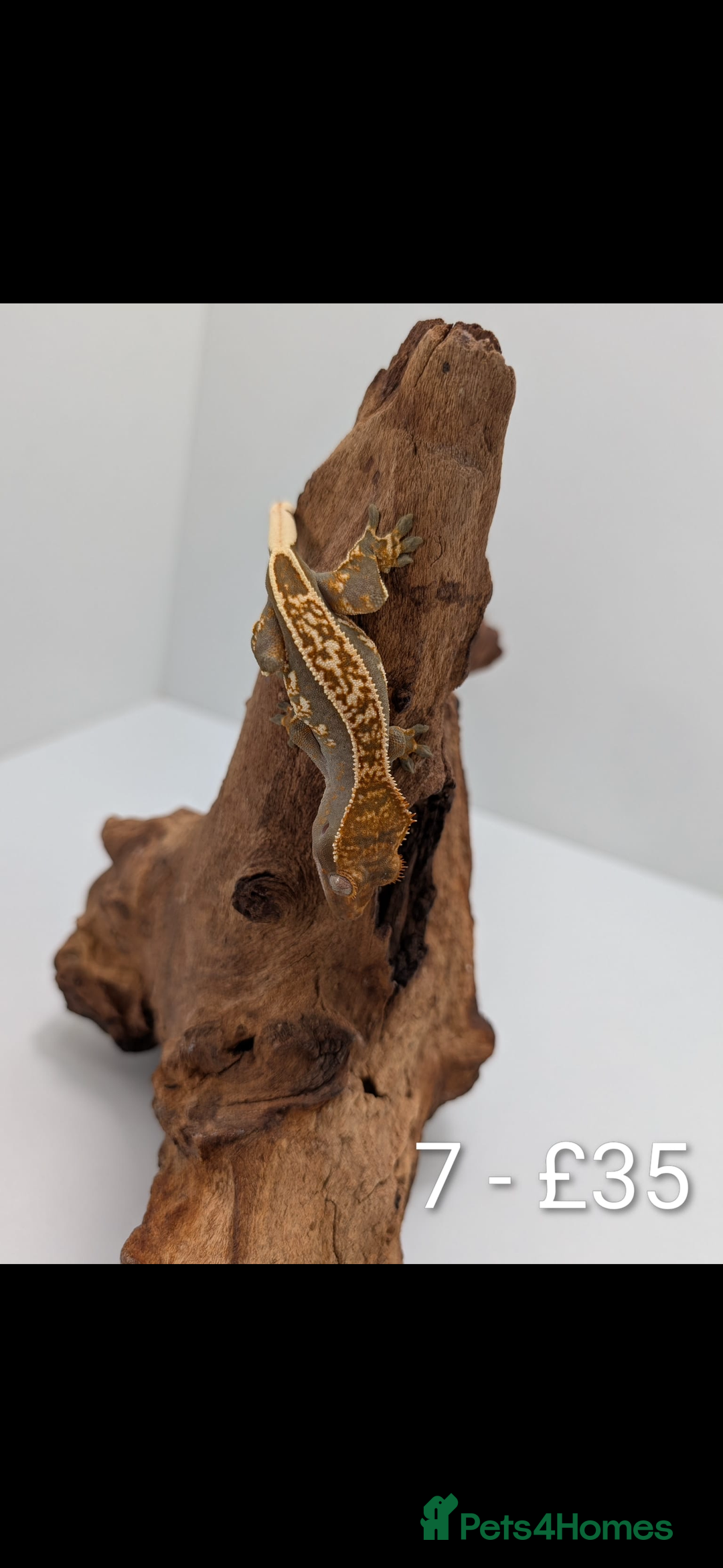 Gecko reptiles for sale: Beautiful baby crested geckos! - Image 6