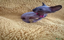 Sphynx cats for sale: Last FEMALE AVAILIBLE NOW!Parents HCM Clear  - Image 15