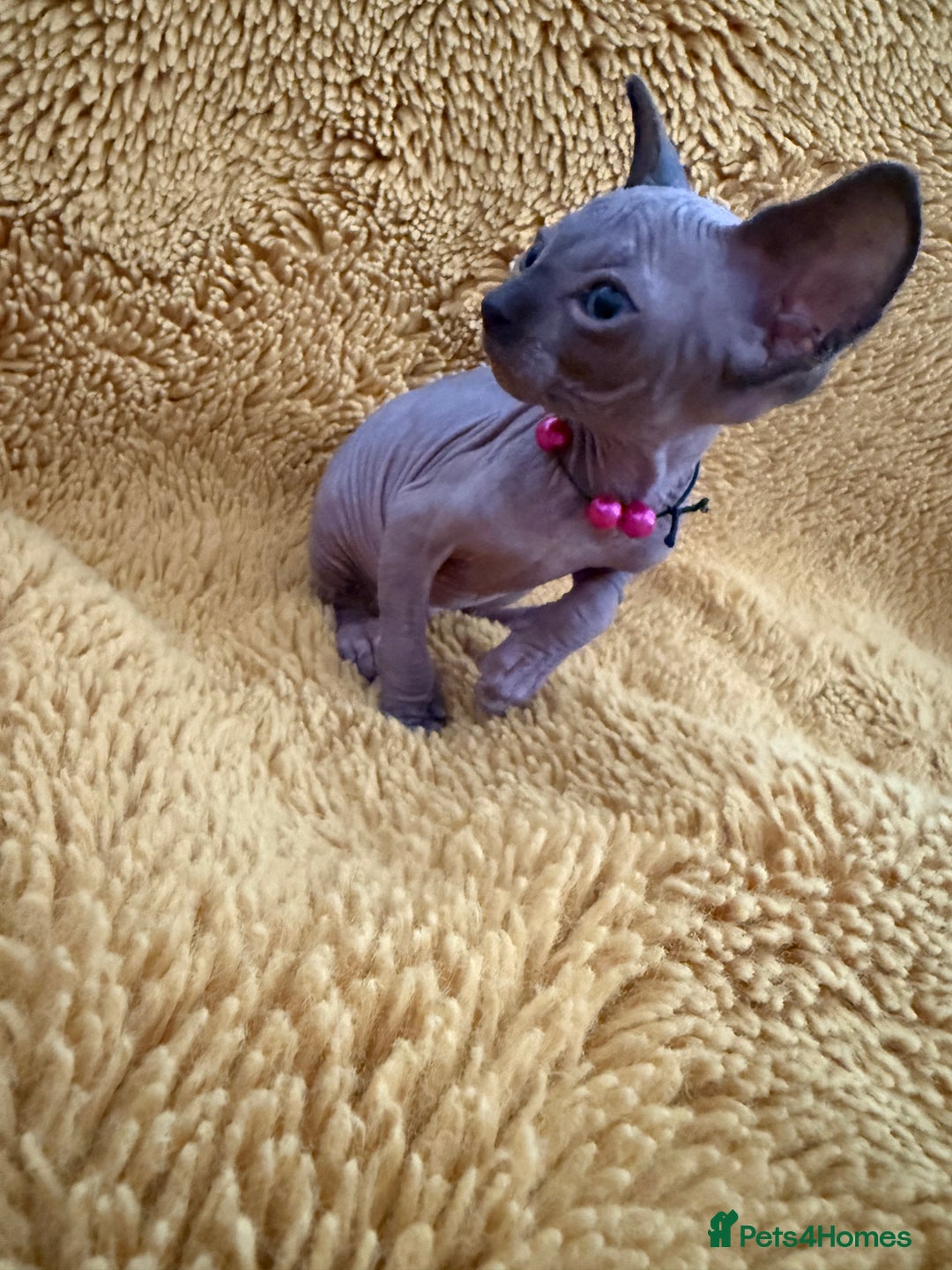 Sphynx cats for sale: Last FEMALE AVAILIBLE NOW!Parents HCM Clear  - Image 15