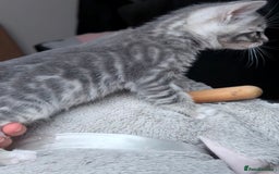 Bengal cats for sale: bengal kittens - Image 10